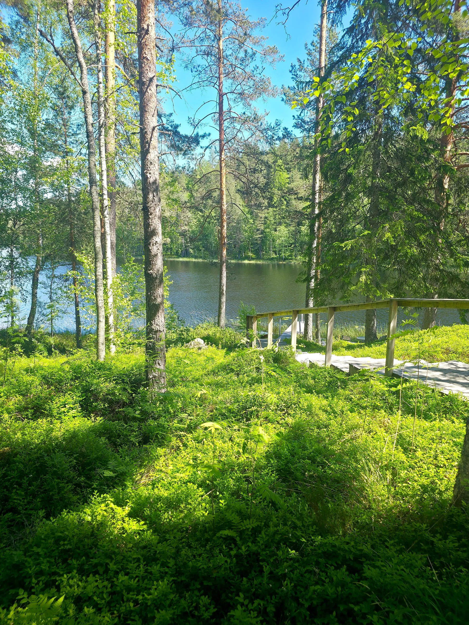 Ympäröivä metsä